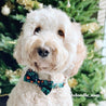 Luxury dog bow tie collars for boys and girls - Dog bow tie attach to collar - Bow tie collar for medium dogs
