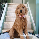 customized dog collars with bow - cute dog bow tie collars girl - personalized dog collars