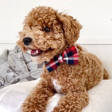 dog bow tie collar wedding with matching leash canada - dog collar with name