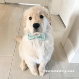 cute dog collars with bow for large dogs - Best collars Canada - Dog collars with name