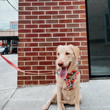 best dog harness for walking - most comfortable dog harness - best dog harness canada