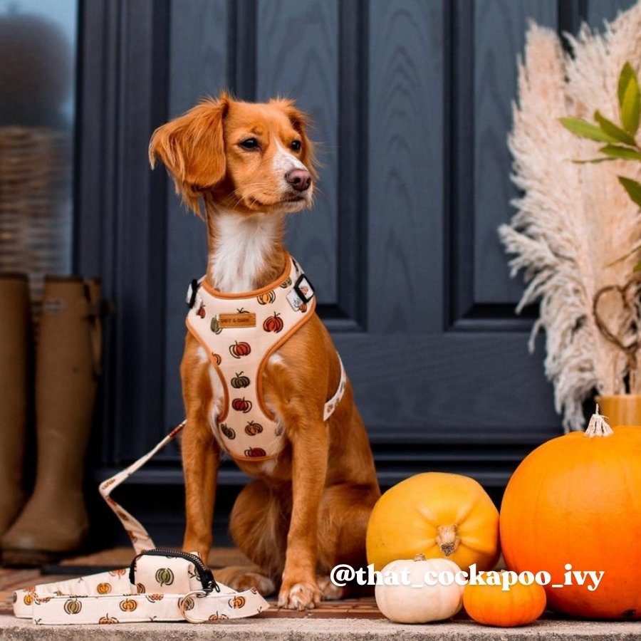 best dog harness for walking -  Dog harness for halloween - Pumpkin pattern dog harness