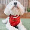 cute dog harnesses for boys and girls - best dog harness canada