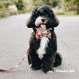 customized dog collars with bow - cute dog bow tie collars girl - personalized dog collars