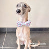 cool dog collars with bow for small dogs - dog bowtie attach to collar