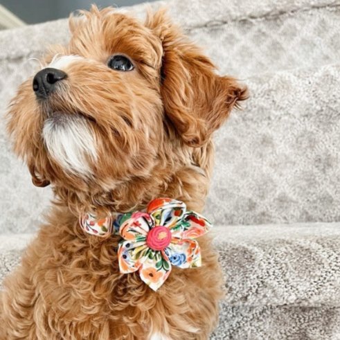 Girl Dog Collars Floral Female Dog Collars with Flower Bow Tie Dog Collar  for Cute Girl Female Cats Dogs Spring Summer Season Dog Collars for Small