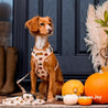 halloween pattern dog leashes - dog leash canada - dog leashes for walking