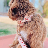 girl dog collar with flower - cute dog collars and leashes - dog collar with flowers for wedding
