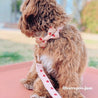 girl dog collar with flower - cute dog collars and leashes - dog collar with flowers for wedding