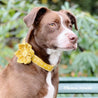 dog flower collar with name - big dog flower collar for weddings -  flower collars canada