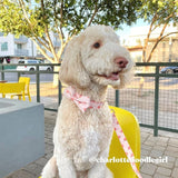 Customized dog collars for boys and girls  - cute dog collars with bows - dog bow tie large