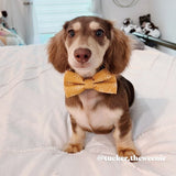 xs dog bow tie collar boy  and girls - designer dog collars - customized dog collars