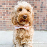 dog collar with name for boys and girls - dog bow tie attach to collar