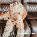 personalized dog collars with bow for girls and boys - dog bowtie collars canada