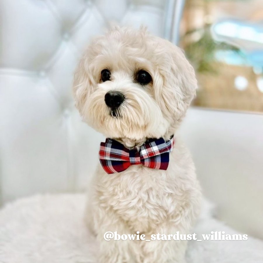  YTFU Girl Boy Dog Collar Bow Tie Collars with Cute