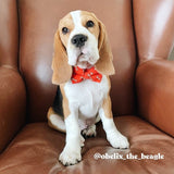 Fetch Bowtie Collar & Leash Set - sets - Sniff & Bark