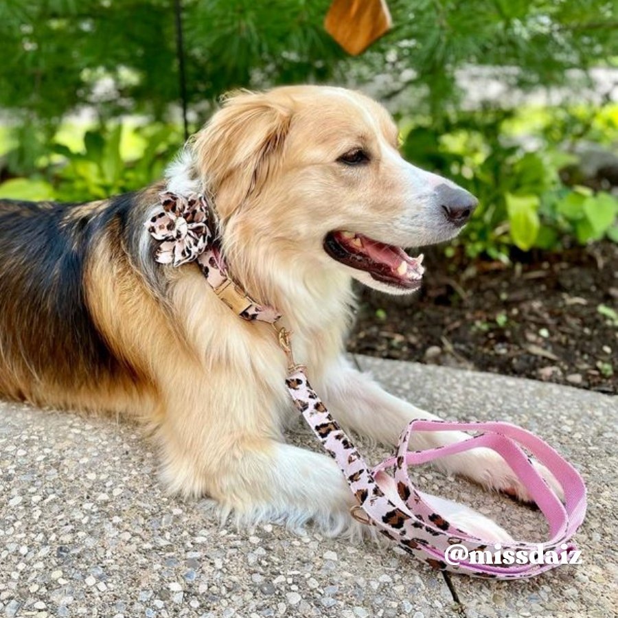 Bobo Rainbow Dog Collar with Flower, Summer Fruit Adjustable Dog Flower Bow Collar  Female Girl Pet Collar Cute Flowers Duarble Dog Collars for Large Dog 