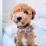 Lightnings Flower Collar & Leash Set - sets - Sniff & Bark