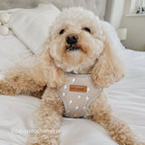 Lightnings Flower Mega Bundle - bundle - Sniff & Bark