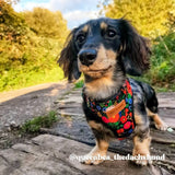 Midnight Floral Bow Mega Bundle - bundle - Sniff & Bark