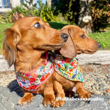 Morning Floral Flower Mega Bundle - bundle - Sniff & Bark