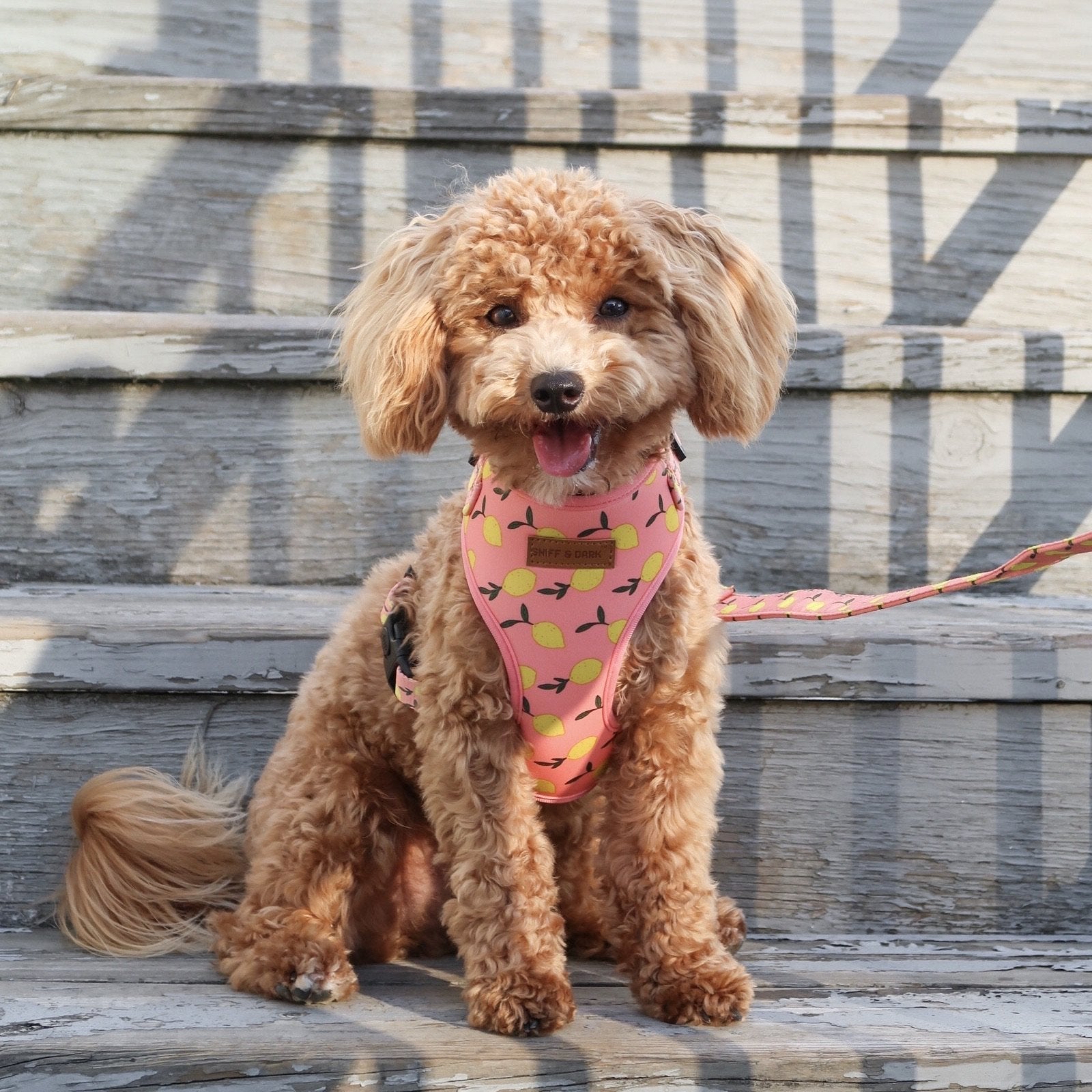 Pink Lemonade Harness - harness - Sniff & Bark