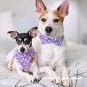 Purple Daisy Bowtie Collar & Leash Set - sets - Sniff & Bark
