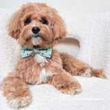 Stars Bowtie Collar & Leash Set - sets - Sniff & Bark