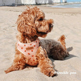 Strawberry Flower Mega Bundle - bundle - Sniff & Bark